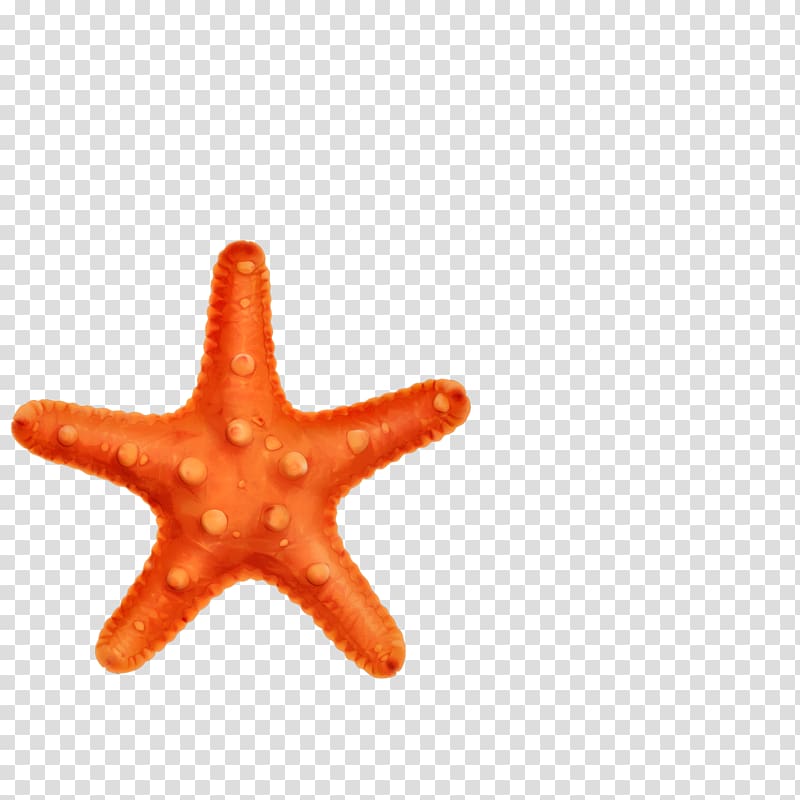 Panama Paper User, Starfish transparent background PNG clipart
