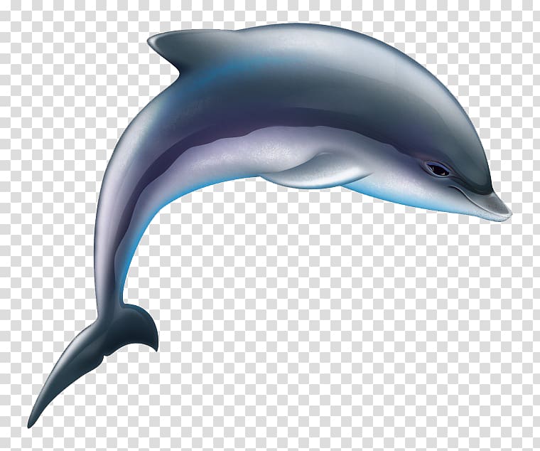 Common bottlenose dolphin Tucuxi Wholphin Short-beaked common dolphin Rough-toothed dolphin, Cartoon dolphin transparent background PNG clipart