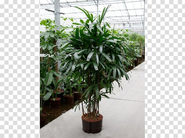 Houseplant Rhapis excelsa Arecales Flowerpot, plant transparent background PNG clipart