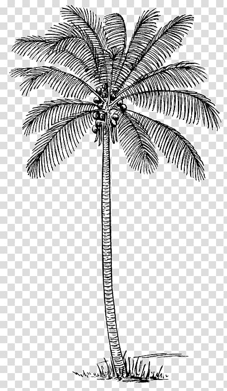 Drawing Arecaceae Coconut , coconut transparent background PNG clipart