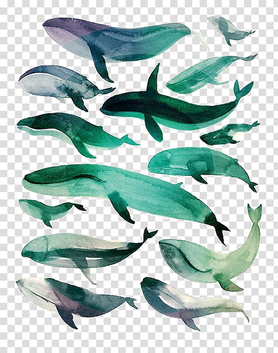 Sperm whale Watercolor painting Drawing Illustration, blue whale transparent background PNG clipart