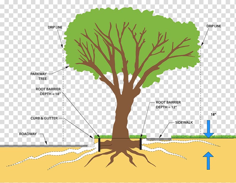 Tree Plant stem Root system Pruning, tree-lined transparent background PNG clipart