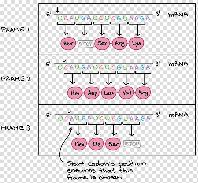 Open reading frame DNA Stop codon RNA, others transparent background PNG clipart