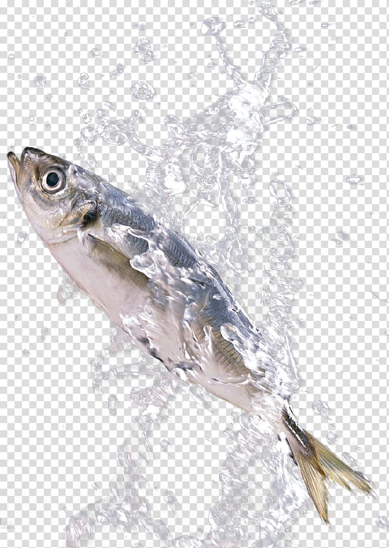edible fish illustration, Sardine Fish , Fish in the splash transparent background PNG clipart