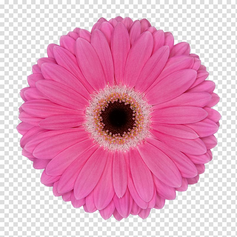 Transvaal daisy Garage sale Cut flowers Sales, flower transparent background PNG clipart