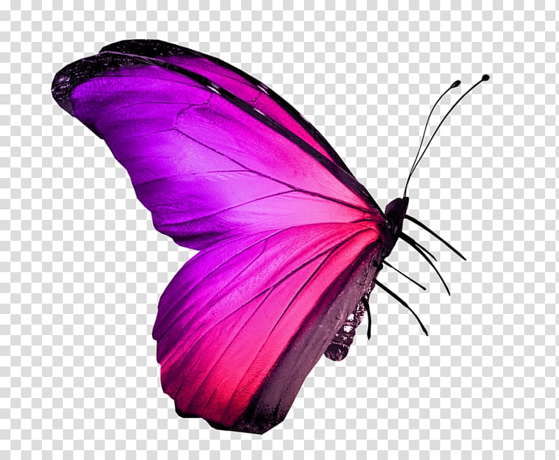 Butterfly Insect Red , pink butterfly transparent background PNG clipart