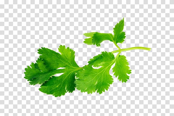 green parsley transparent background PNG clipart