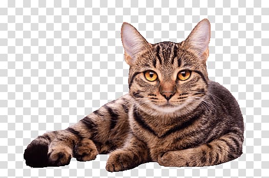 Cat Purrs of Wisdom: Conscious Living, Feline Style Dog Pet sitting, Cat transparent background PNG clipart