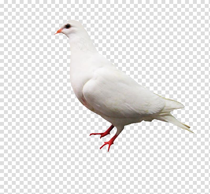 Rock dove Columbidae White Computer file, White Pigeon transparent background PNG clipart