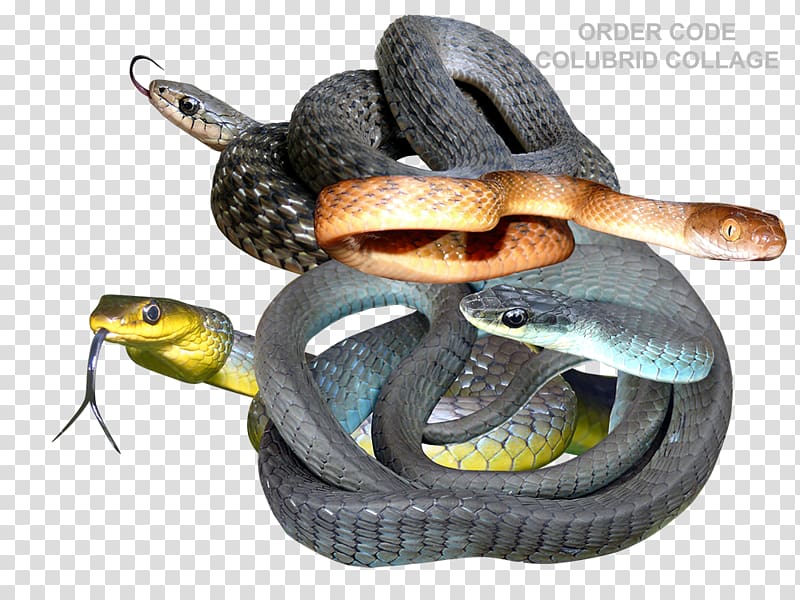 Mambas Kingsnakes Colubrid Snakes Rattlesnake, Text T-shirt Design transparent background PNG clipart