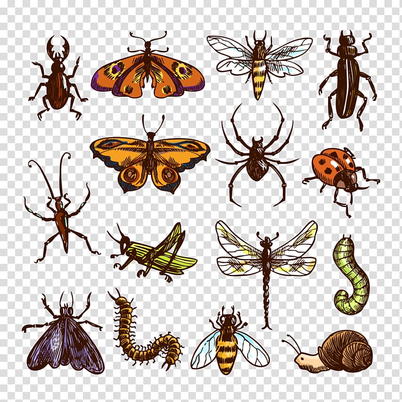 Insect Cockroach Insects Transparent Background Png Clipart