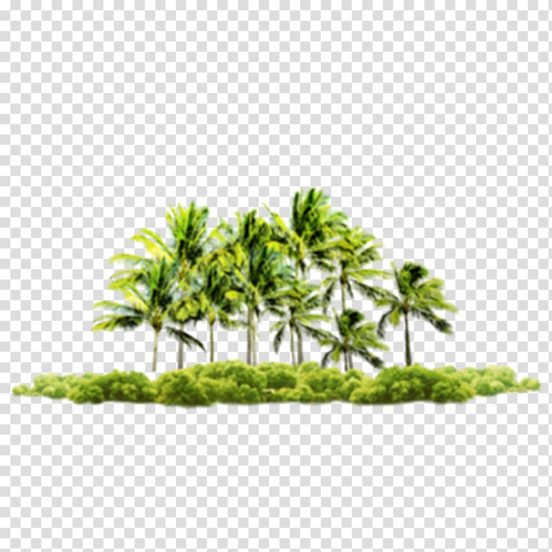 beach tree transparent background PNG clipart