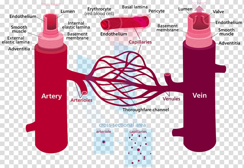 Blood vessel Circulatory system Capillary Artery, blood pressure transparent background PNG clipart