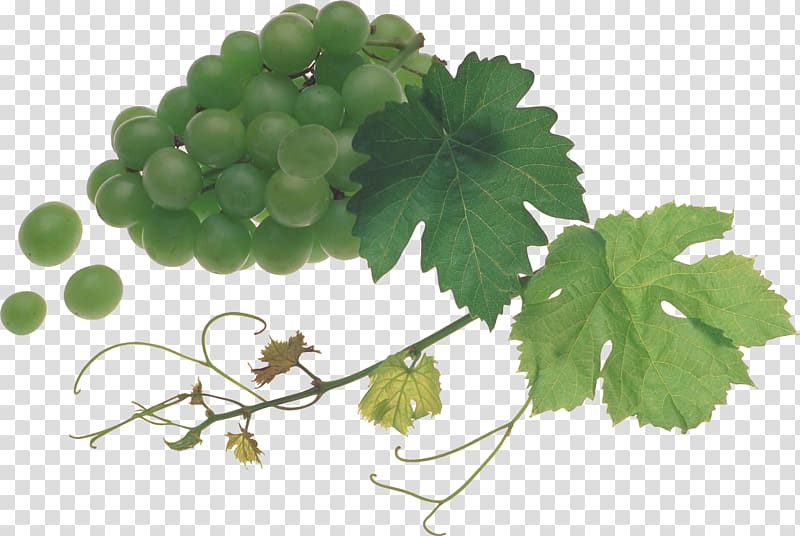 Common Grape Vine Sultana Verjuice, feige transparent background PNG clipart