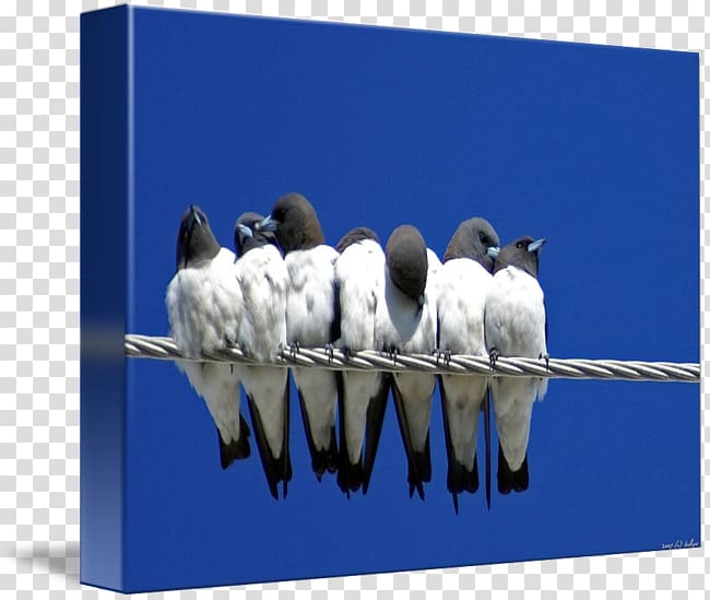 Barn swallow Advertising Mother, Unity Day Holiday transparent background PNG clipart