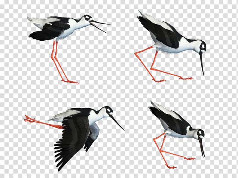 Water bird White stork Wader, Share transparent background PNG clipart