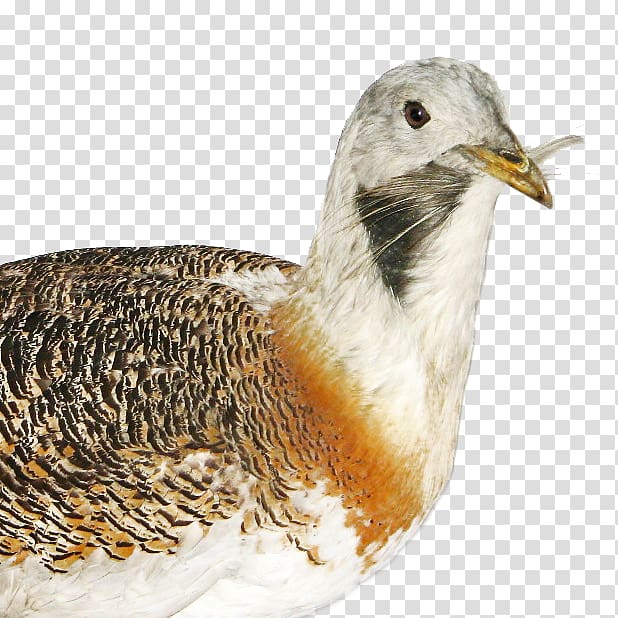 Great bustard Bird Wikimedia Commons Wikipedia, Bird transparent background PNG clipart