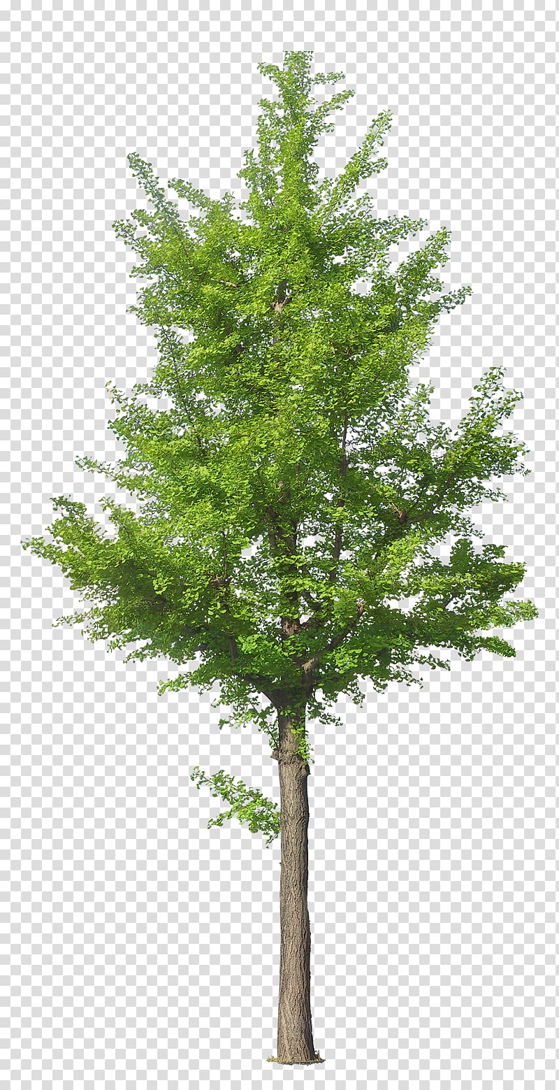 Tree Ginkgo biloba, tree transparent background PNG clipart