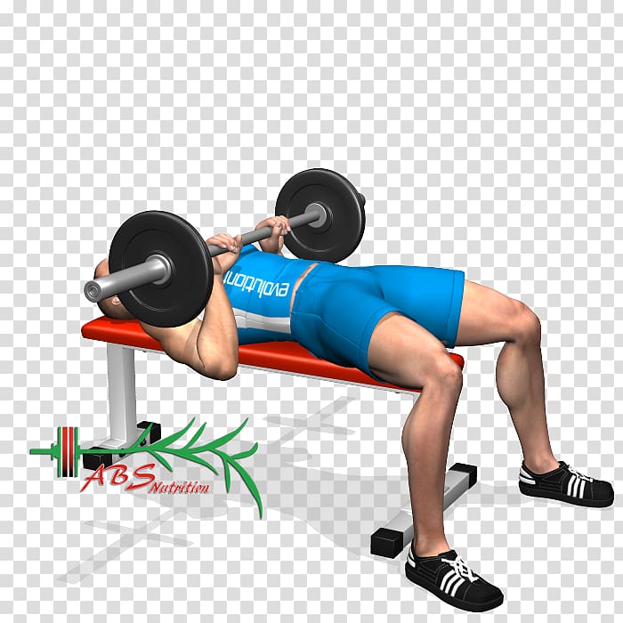Weight training Triceps brachii muscle Biceps Deltoid muscle, barbell transparent background PNG clipart