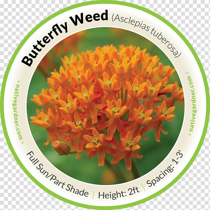 Mexican Butterfly Weed Swamp milkweed Perennial plant, butterfly weed transparent background PNG clipart