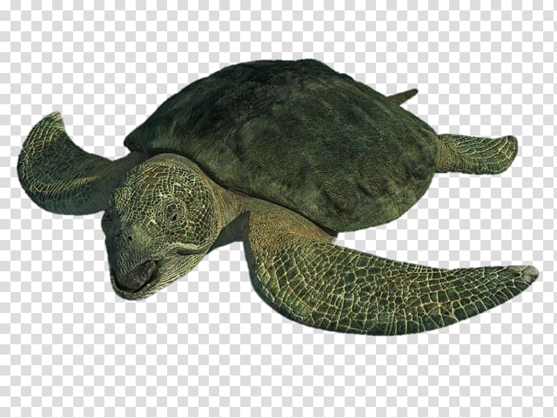 Protostega Turtle Archelon Late Cretaceous Psephoderma, turtle transparent background PNG clipart