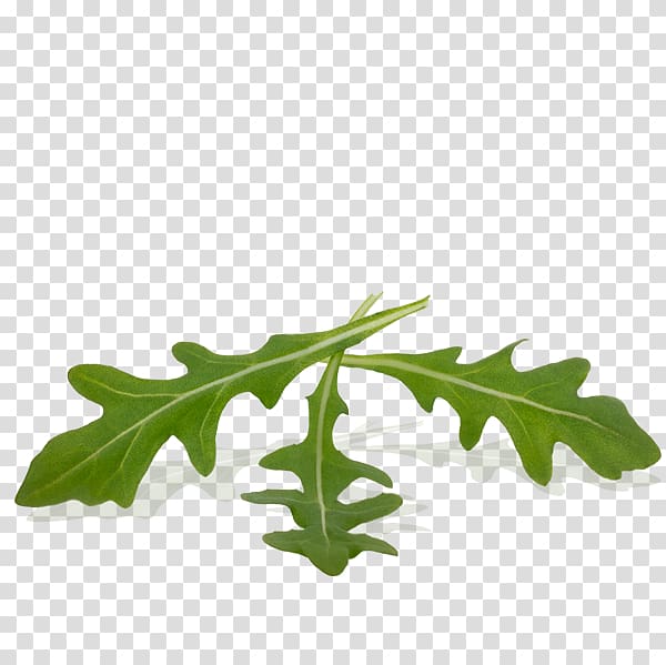 Pasta Rucola Vegetal Fusilli Leaf, rucula transparent background PNG clipart