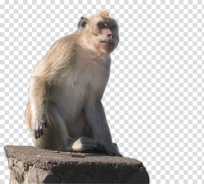 Macaque Old World Cercopithecidae New World monkeys, Poms transparent background PNG clipart