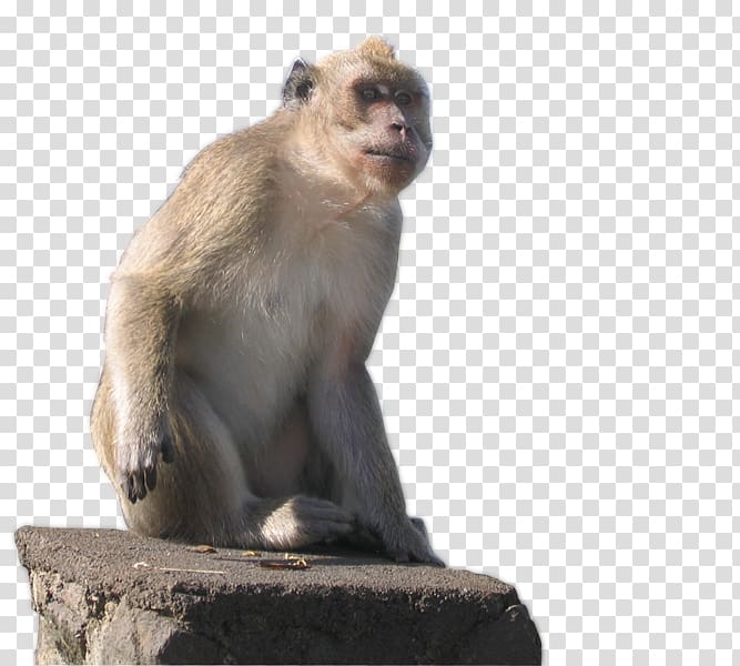 Old World Monkeys: Cercopithecidae