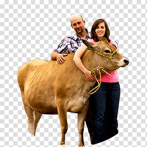 Cattle Milk Dairy farming, milk transparent background PNG clipart