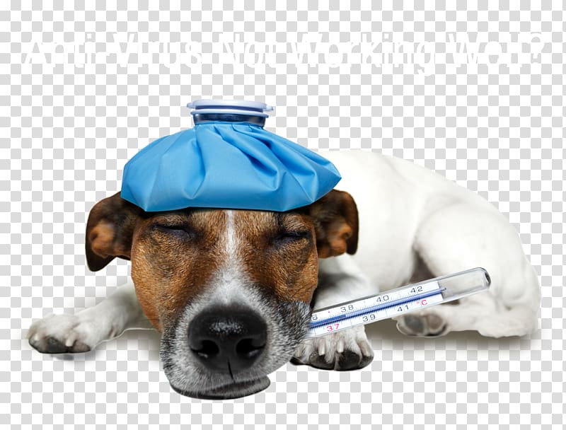 Jack Russell Terrier Pet sitting Vetria Pet Wellness & Surgery Center Puppy, Detection Dog transparent background PNG clipart