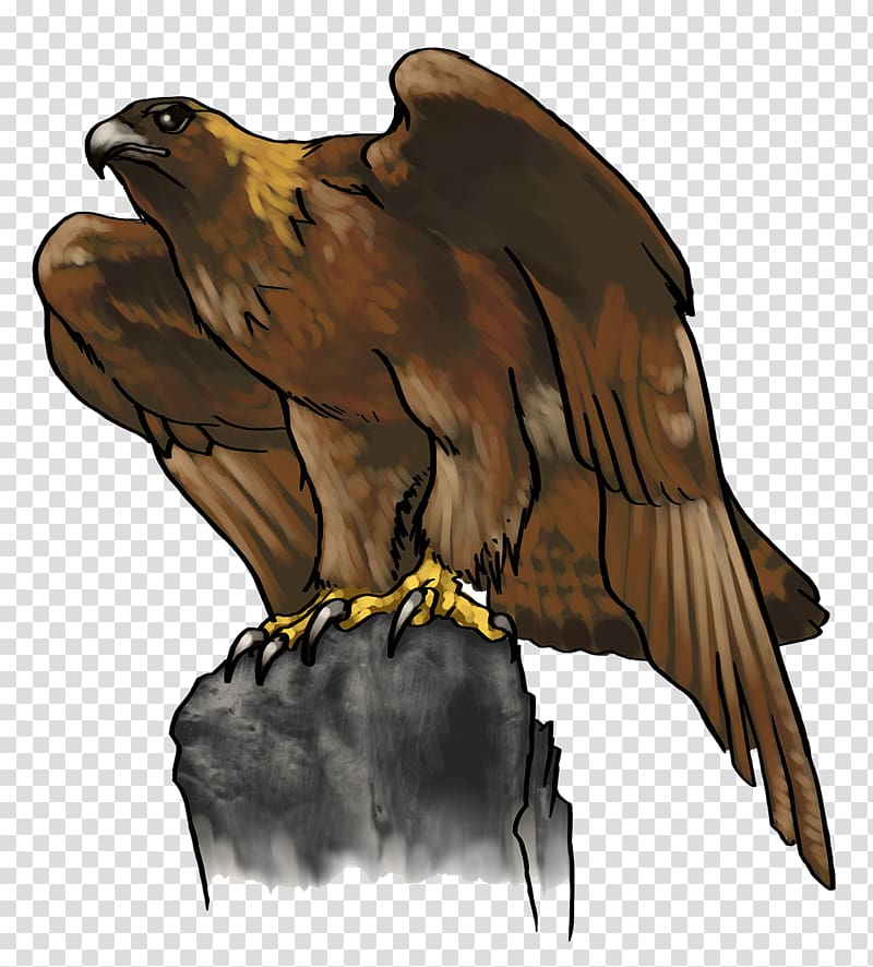Bald Eagle Golden eagle , cartoon eagle transparent background PNG clipart