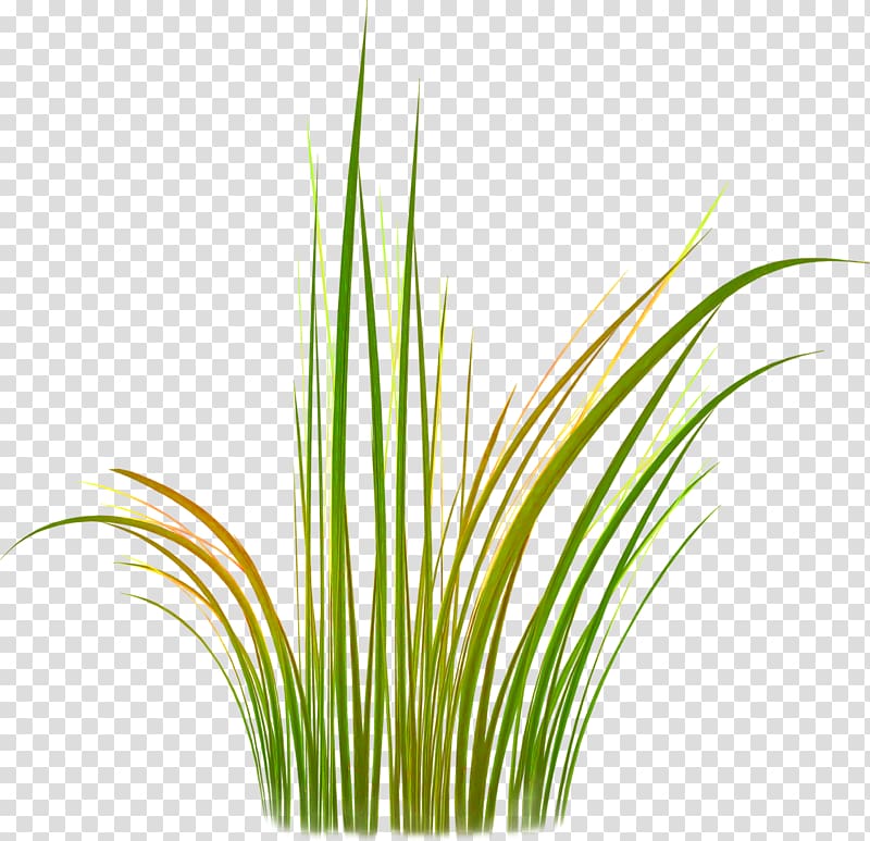 Sweet Grass Vetiver Lemongrass Wheatgrass Plant stem, Leaf transparent background PNG clipart