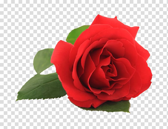 Rose Flower , Margin transparent background PNG clipart