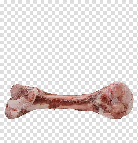 Bone Lamb and mutton Femur Hawthorne Animal, others transparent background PNG clipart