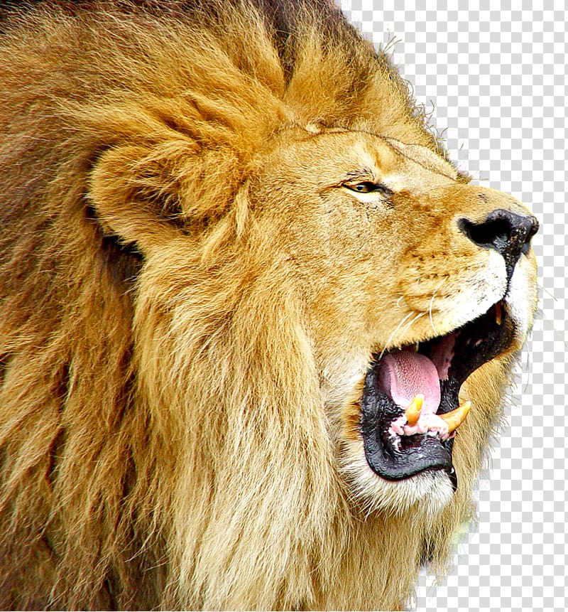 Lion Cat, Lioness Roar Free transparent background PNG clipart