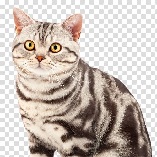 American Shorthair British Shorthair Persian cat Cat breed, American Shorthair transparent background PNG clipart