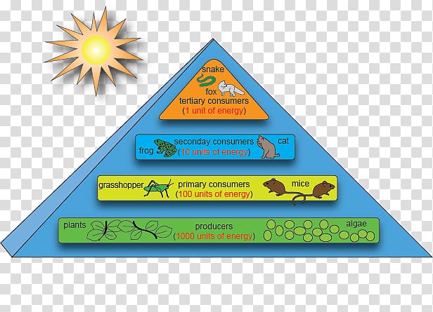 Energy flow Ecosystem Ecological pyramid Ecology Food chain, pyramid 5 step transparent background PNG clipart