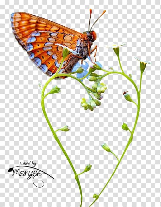 Monarch butterfly Papillon Center / Dr. Christine McGinn Moth , butterfly transparent background PNG clipart
