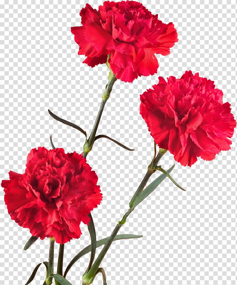 Tomsk 1080p Carnation Flower High-definition television, CARNATION transparent background PNG clipart