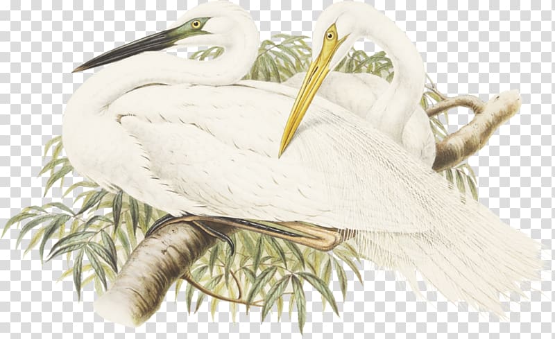 Feather Water bird Beak Great egret, feather transparent background PNG clipart