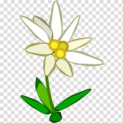 Edelweiss , Edelweiss Border transparent background PNG clipart