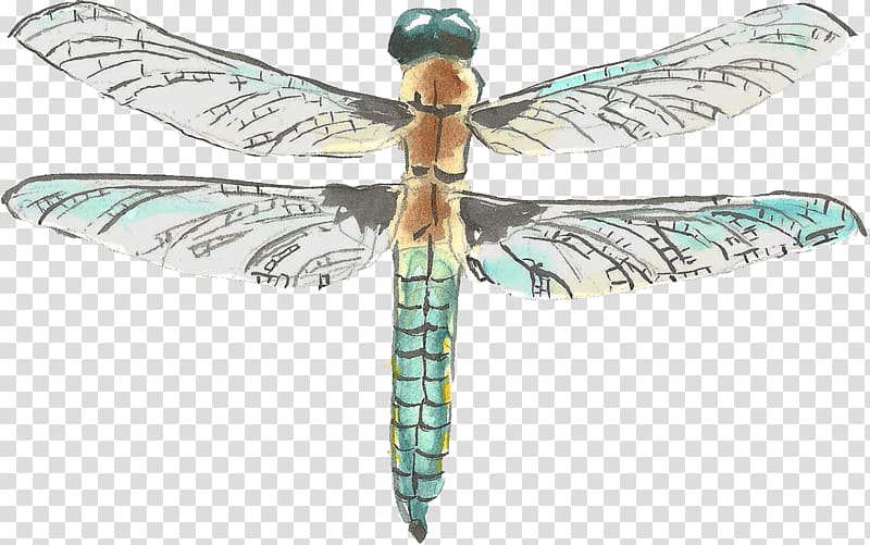 Watercolor painting Drawing, Painted Dragonfly transparent background PNG clipart