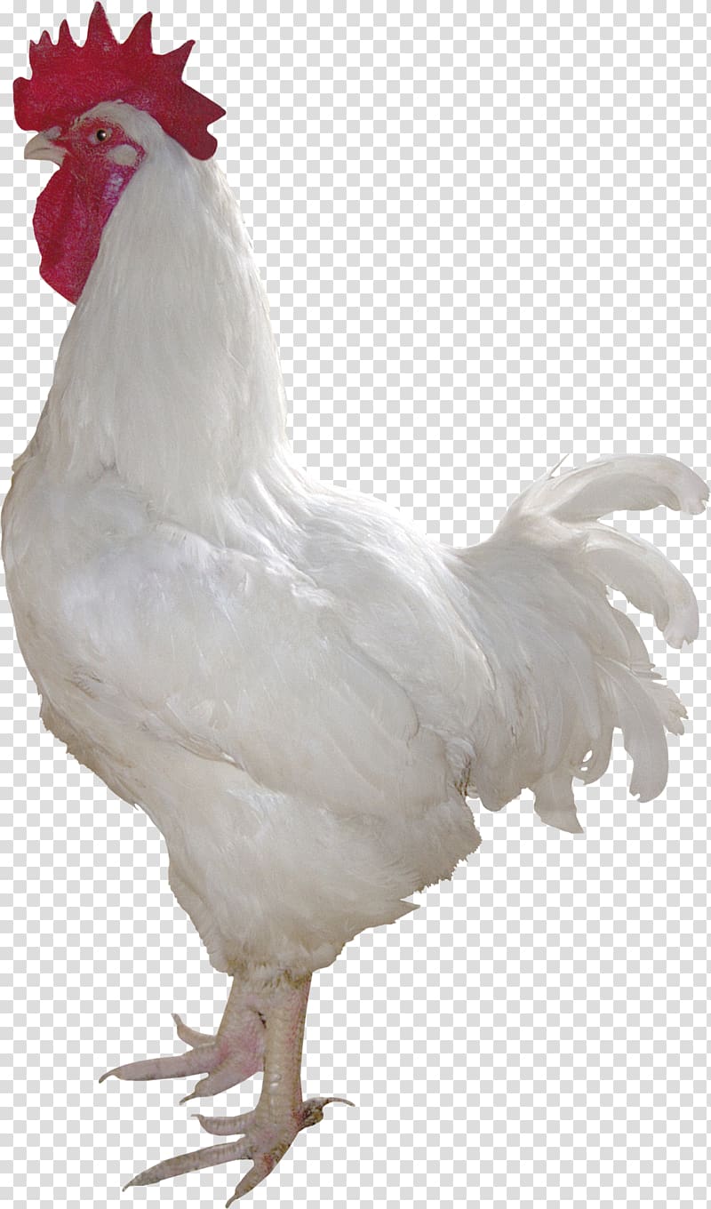 Chicken Rooster Poultry Duck White, cock transparent background PNG clipart