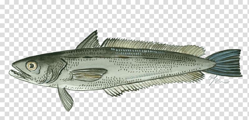Fish Merluccius merluccius Seafood Hake Herring, minerals transparent background PNG clipart