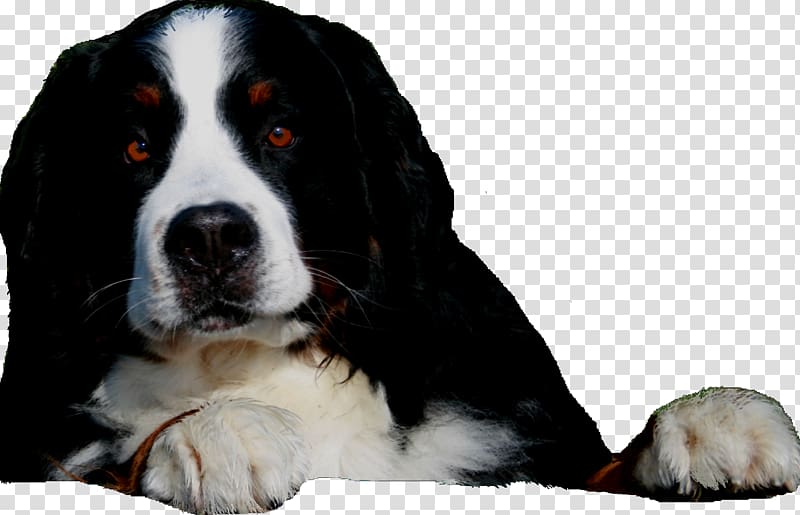 Dog breed Bernese Mountain Dog Greater Swiss Mountain Dog Puppy Bernedoodle, puppy transparent background PNG clipart