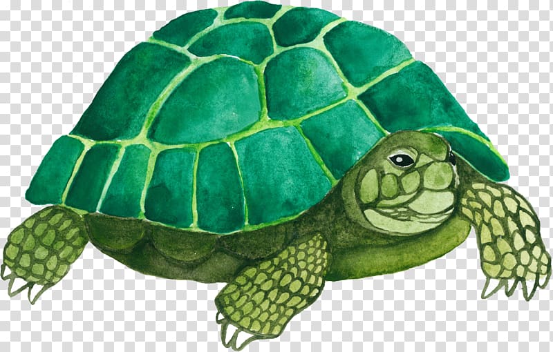 Sea turtle Tortoise Emydidae, Green turtle transparent background PNG clipart