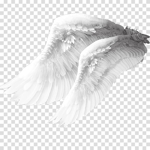 Angel wing Columbidae Bird, Angel wings material, two white feathers transparent background PNG clipart