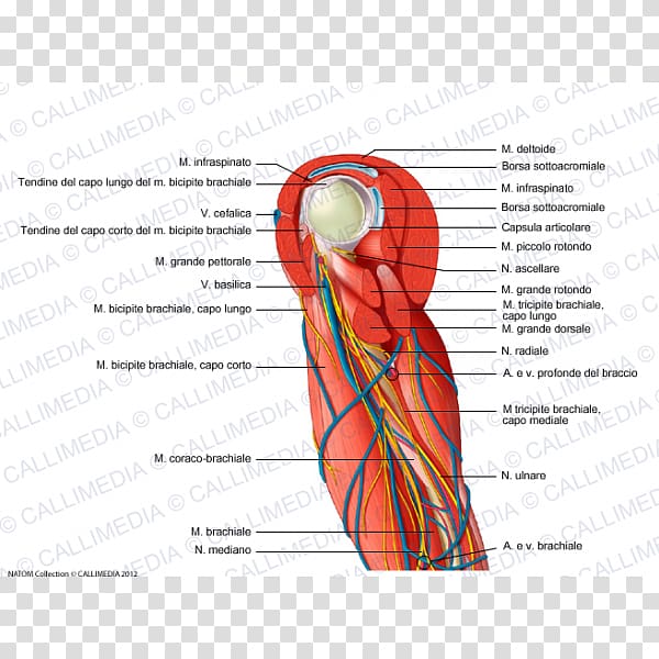 Shoulder Arm Muscle Nervous system Blood vessel, arm transparent background PNG clipart