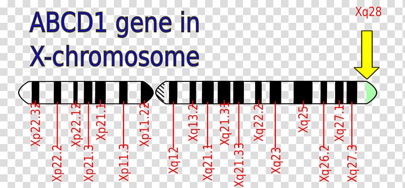 Adrenoleukodystrophy Disease ABCD1 X chromosome Mutation, Adrenoleukodystrophy transparent background PNG clipart