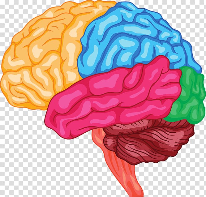 Human brain Anatomy Brainstem Cerebrum, st. transparent background PNG clipart